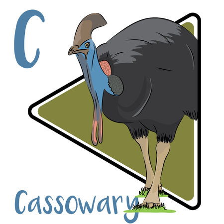 Cassowary is usually considered to be the world's most dangerous bird and cassowary is a large, flightless bird most closely related to the emu. Cassowary has powerful legsの写真素材