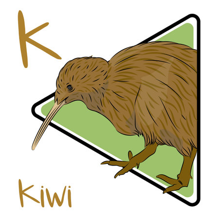 Kiwi are flightless, and nearly wingless birds endemic to New Zealand. Kiwis are the smallest ratites. The kiwi lives in forested areas of New Zealand that tend to be very steep.のイラスト素材
