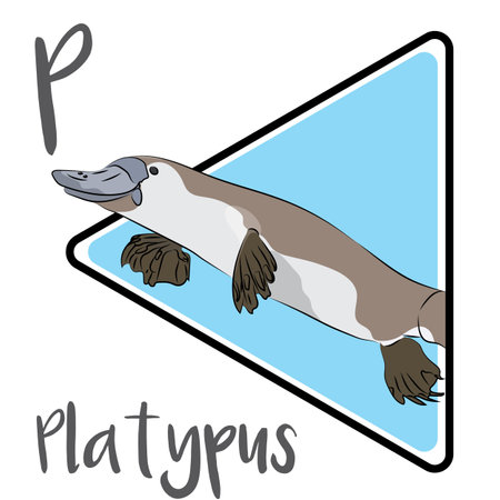 The platypus is one of Australiaâs most iconic native animals. The platypus is generally active at night and dusk, and occasionally active by day. Platypuses are generally solitaryの写真素材