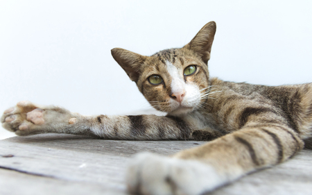 Cute cat is sleeping on wooden table.の写真素材