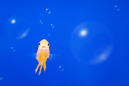 Colorful fish on underwater background with bubbles. Freedom concept.の写真素材