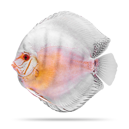Discus fish isolated on white background. ( Clipping path )の写真素材