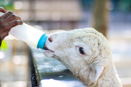 A man feeding little sheep in open zoo with milk bottle.の写真素材