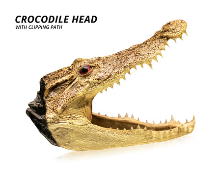 Crocodile head isolated on white background. Taxidermy or stuffed animal. ( Clipping path )の写真素材