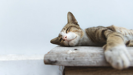 Cute cat is sleeping on wooden table.