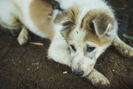 Dirty dog or siberian husky playing sand in the park.の写真素材