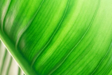 Green leaf texture with nature background. Abstract leaves surface of natural concept.