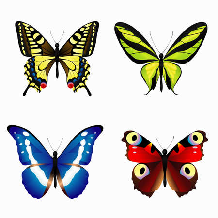 A collection of colorful butterflies realistic on a white backgroundのイラスト素材