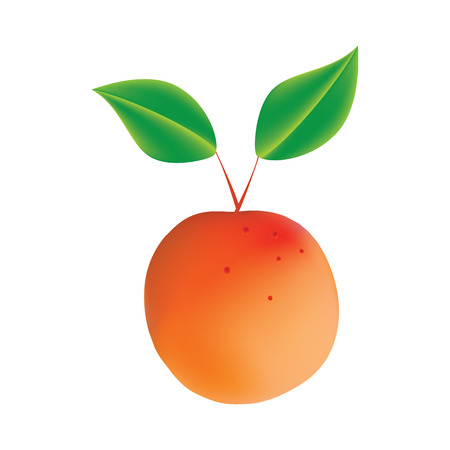 Apricot with leaves isolated modern abstract art illustration white background design elementのイラスト素材