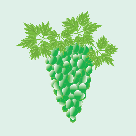bunch of green grapes with  leaves isolated abstract art illustration whiteのイラスト素材