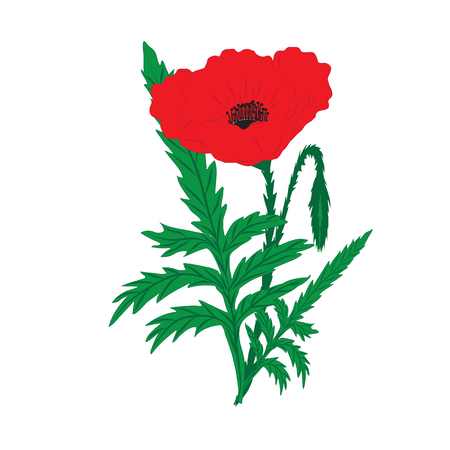 red poppy and bud on a long green stem with leaves on a white background greeting card invitation wedding birthday Valentine's Day Mother's Day Veteran's Dayのイラスト素材