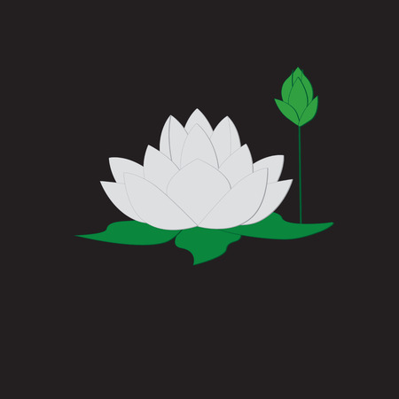 White lotus bud green leaves black backgroundのイラスト素材