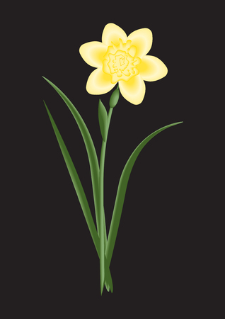 flower narcissus yellow light on a black background art abstract creative vectorのイラスト素材