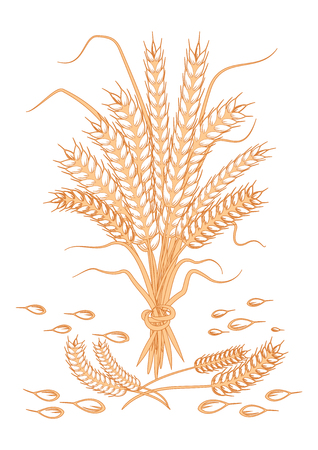 Cereal ears bundle - scattered grain and spikelets of wheat - isolated on white background - art vectorのイラスト素材