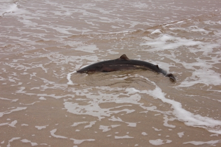 predator,fish Black sea winter 2013の写真素材
