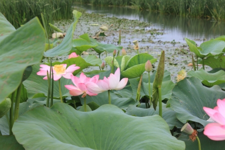 lotus valleyの写真素材