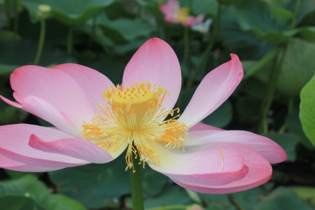 lotusの写真素材