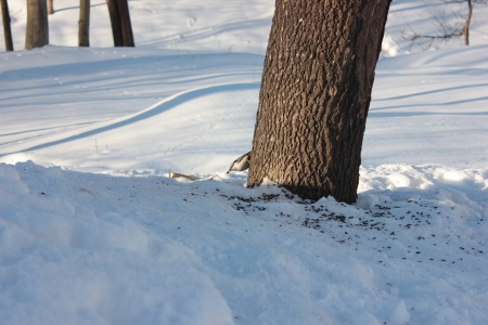 winter Forestの写真素材
