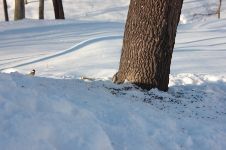 winter Forestの写真素材