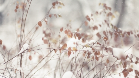 Rusty leaves in winter, covered by snowの写真素材