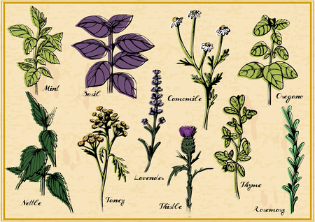 Vector illustration of medical herbs set with calligraphy labels: mint, basil, camomile, oregano, nettle, tancy, lavender, thistle, thyme, rosemary. Vintage hand-drawn style.のイラスト素材