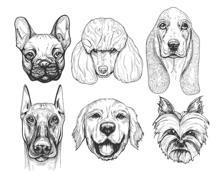 Vector illustration of a different dog breeds portraits. Pug or french bulldog (frenchie), poodle, basset hound, doberman, labrador retriever, yorkshire terrier.のイラスト素材