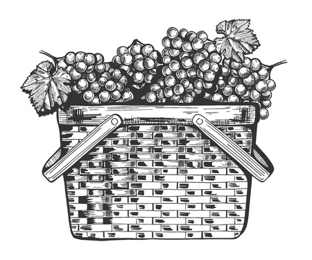 Vector illustration of a basket full of the grapes bunches. Vintage engraving style.のイラスト素材