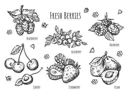 Vector illustration of fruit botany set. Realistic view of strawberry, raspberry, cherry, blueberry, blackberry, plum branches with leaves. Vintage hand drawn style.のイラスト素材