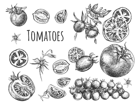 Vector illustration of fresh ripe tomatoes set. Harvest of tomatoes of different varieties such as cherry, round, plum-shaped on branch, cut, slices, halves and whole. Vintage hand drawn style.のイラスト素材
