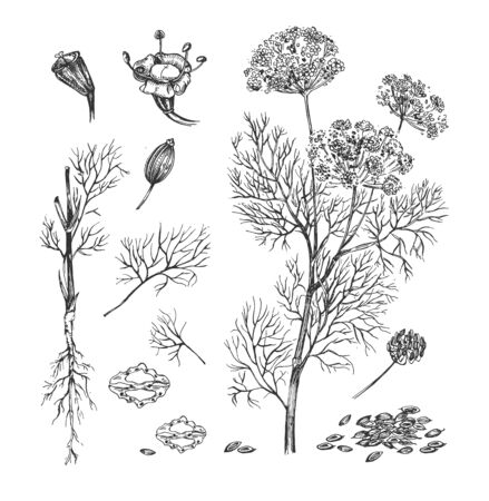 Vector illustration of dill natural plant botanical set. Herb, spice and natural cosmetics ingredient. Stems, leaves, flowers and branches. Vintage hand drawn style.のイラスト素材