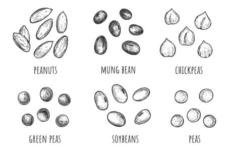 Vector illustration of beans and lentils set. Different types of grains. Peanuts, mung, chickpeas, green peas, soybeans, soy. Vintage hand drawn style.のイラスト素材