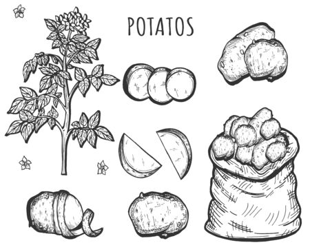 Vector illustration of potatoes set. Plant with flower, different slices. Circles, wedges, halves. Vegetables in sack. Vintage hand drawn style.のイラスト素材