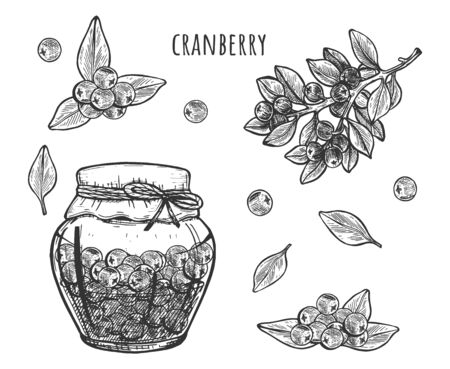 Vector illustration of cranberry jam or sauce in glass jar set. Berries, plant, leaves. Vintage hand drawn style.のイラスト素材