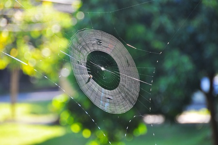 spider net in sunlight