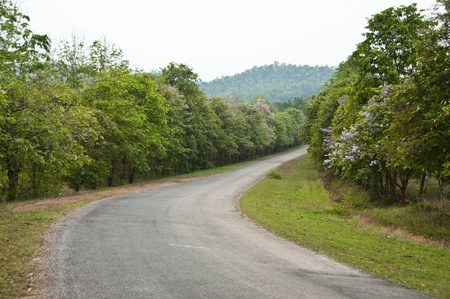 Beautiful country road to national park.の写真素材