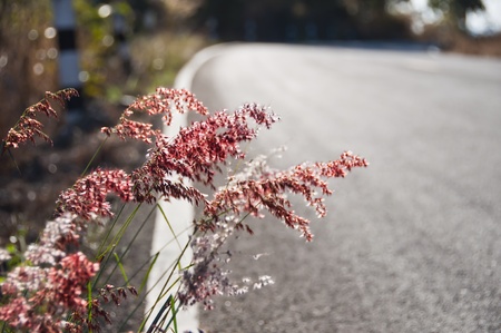 Grass flower on road side の写真素材