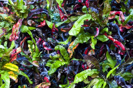 Colorful leaves の写真素材