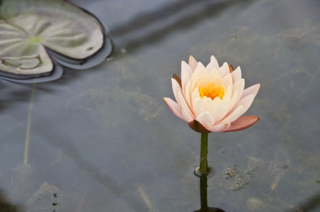 Water lily の写真素材