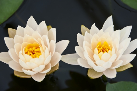 Water lily の写真素材