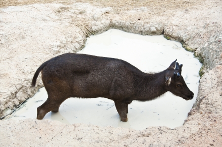 Female Kobus, Waterbuck in pond の写真素材