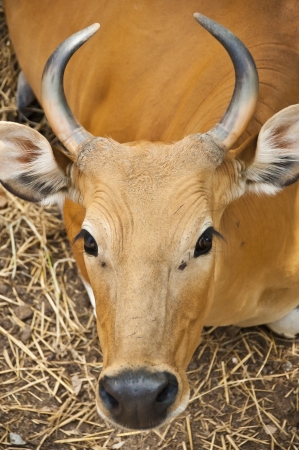 Red bull の写真素材