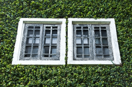 Window oc green leaf wall の写真素材