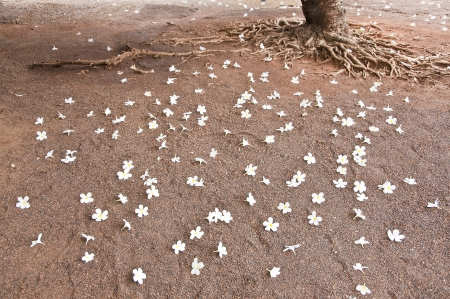 Plumeria fallen on ground の写真素材