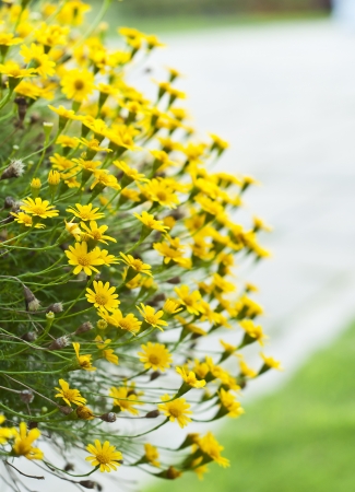 Dahlberg daisy の写真素材