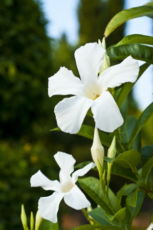Rose Dipladenia の写真素材