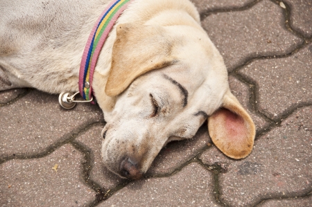 Old roadside dog の写真素材
