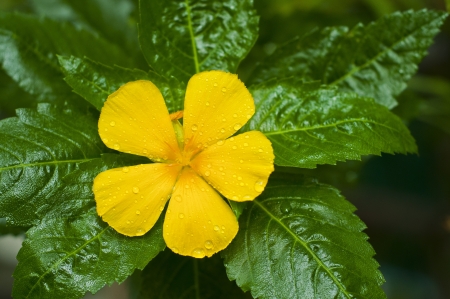 Sage rose or West indian holly flower の写真素材