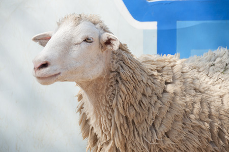 Sheep in farm の写真素材