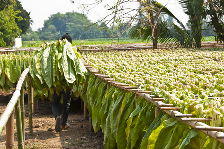 Drying tobacco leaves の写真素材