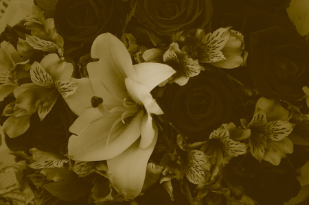 Flower bouquet soft color duotone style for background の写真素材